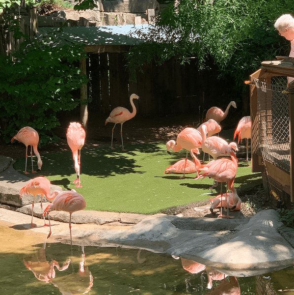 Group of pink flamingos at zoo pond