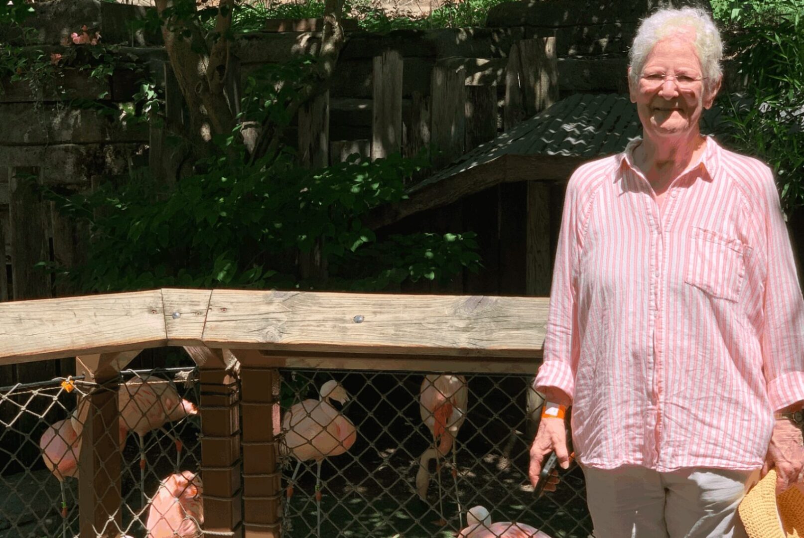Visitor standing near flamingos behind fence